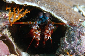Raja Ampat 2019 - DSC06752_rc - Peacock Mantis - Squille multicolore - Odontodactylus scyllarus